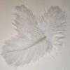 Ostrich hackles supreme - White fluo