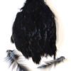 Hen cape colour black