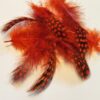 Guneia fowl feathers  Copper