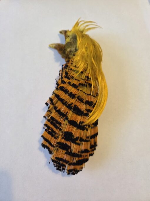 Pheasent Crest Colour Natural