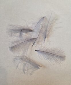 CDC Selected feathers colour Dun
