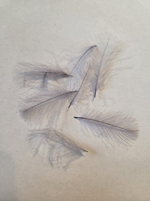 CDC Selected feathers colour Dun