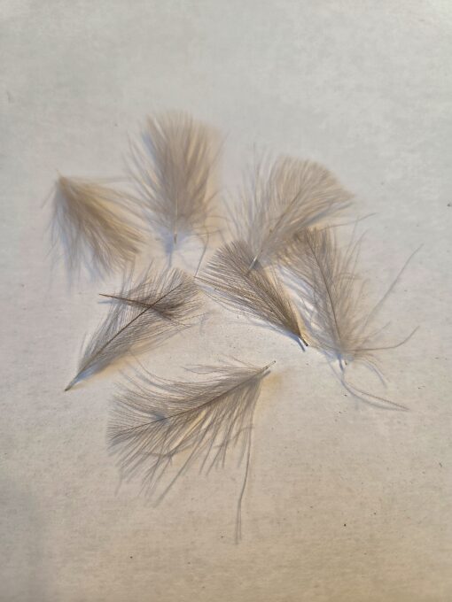 CDC Selected feathers colour Grey Natural
