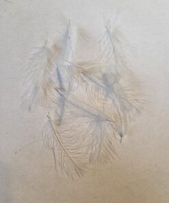 CDC Selected feathers colour White Natural