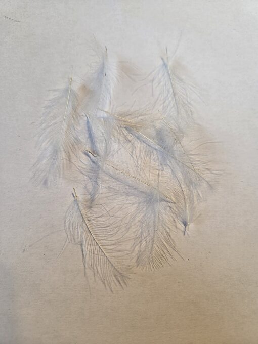 CDC Selected feathers colour White Natural